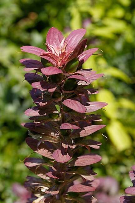 Jardin des Impressionnistes-084